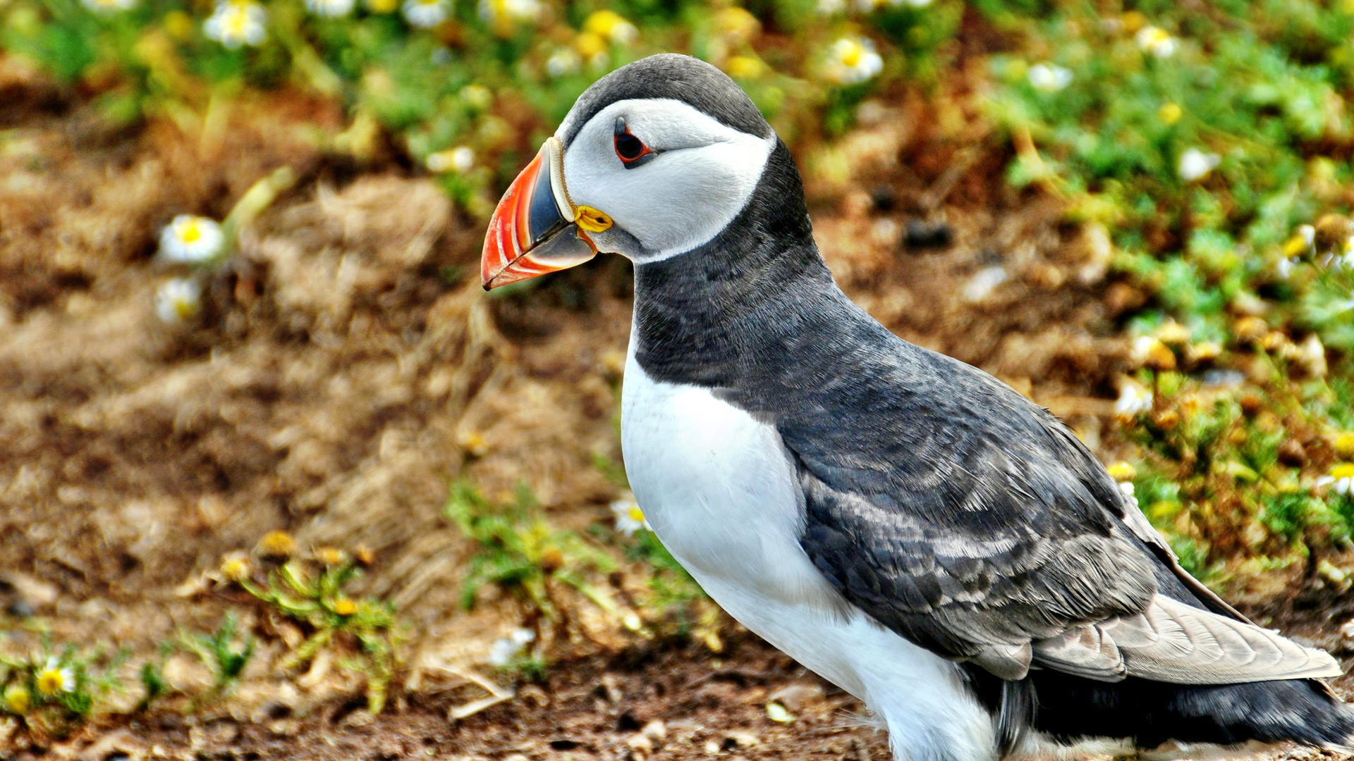 Puffin