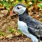 Puffin