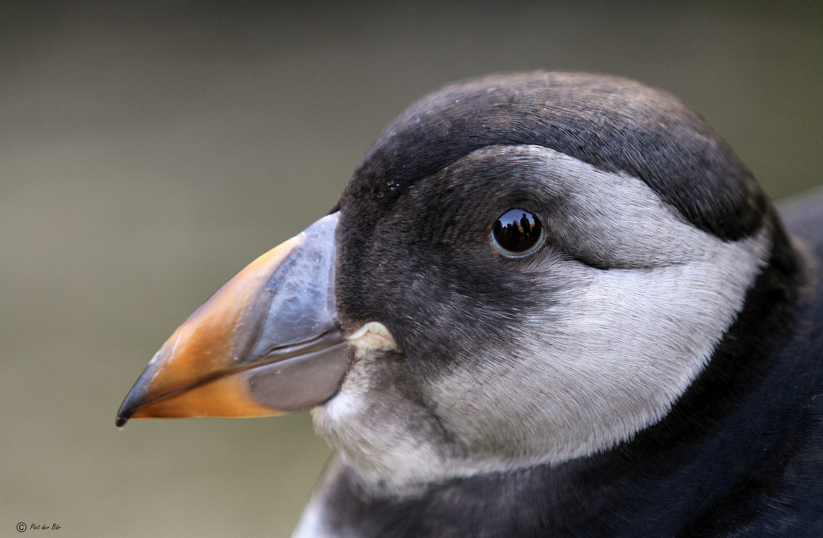 Puffin