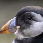 Puffin