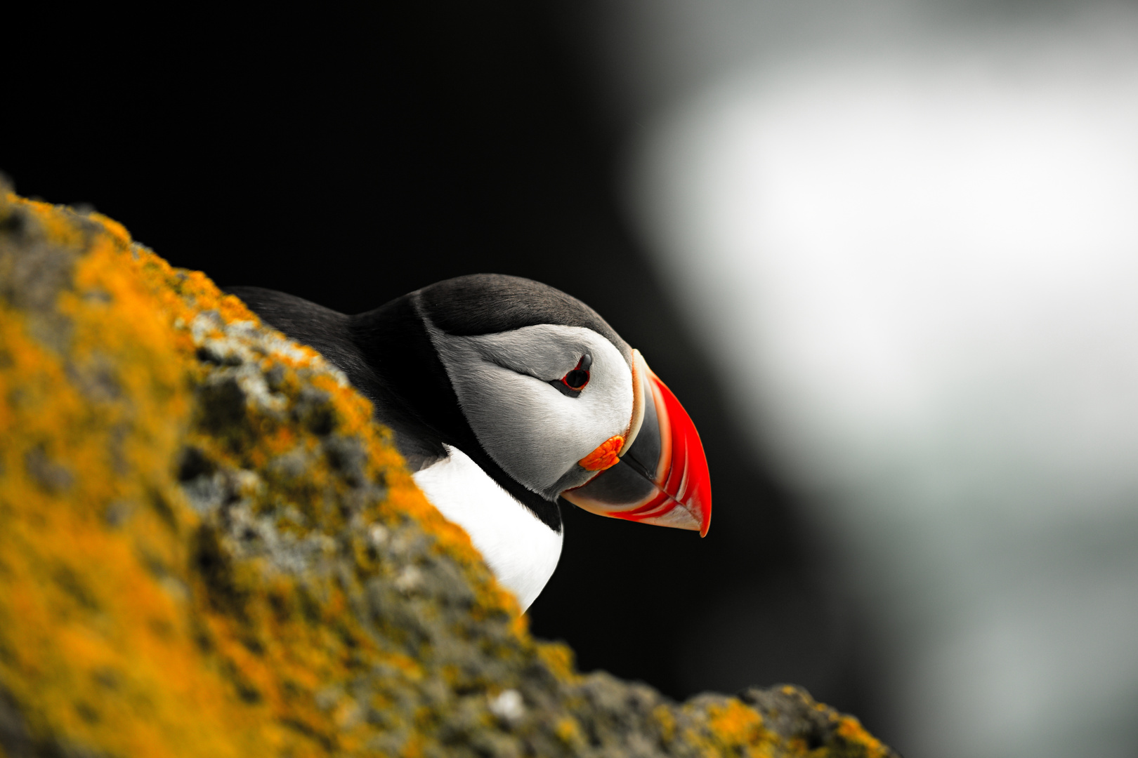 Puffin