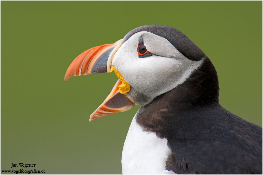 Puffin