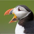 Puffin