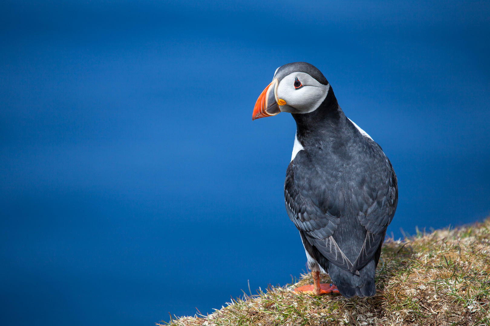 Puffin