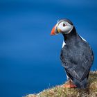 Puffin