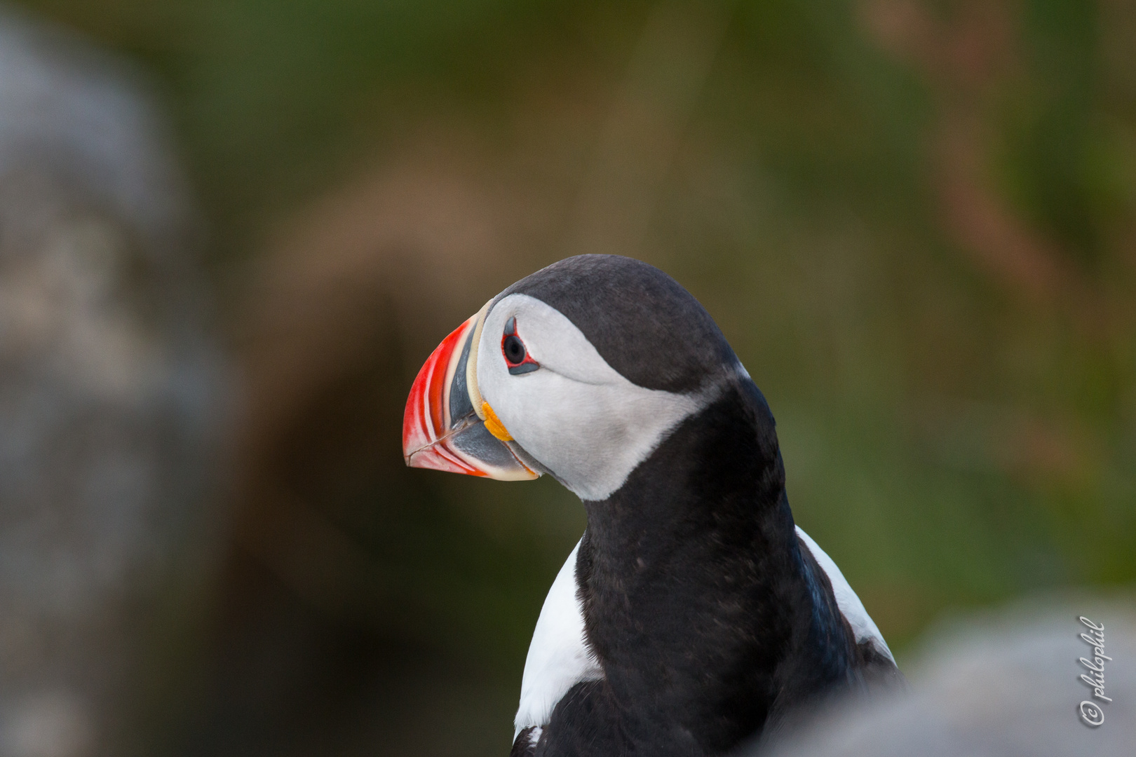 Puffin