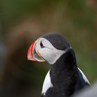 Puffin