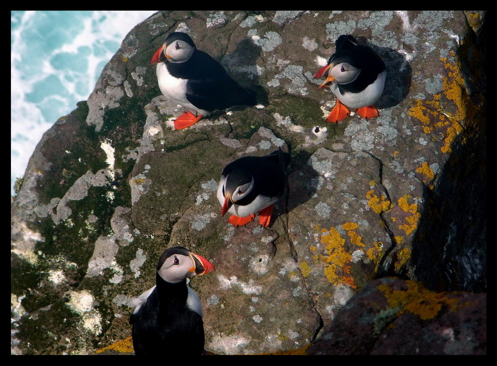 Puffin family