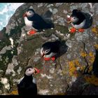 Puffin family