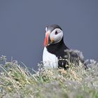 Puffin