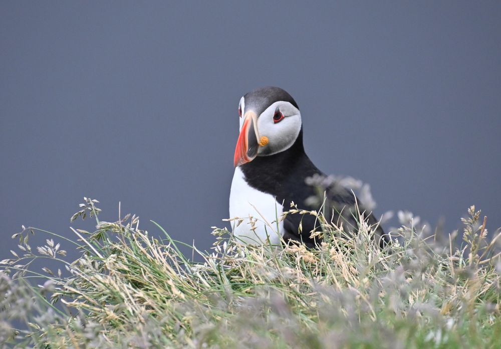 Puffin