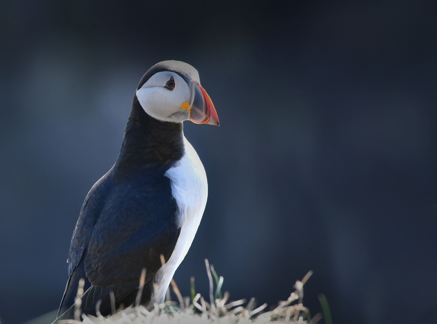 Puffin