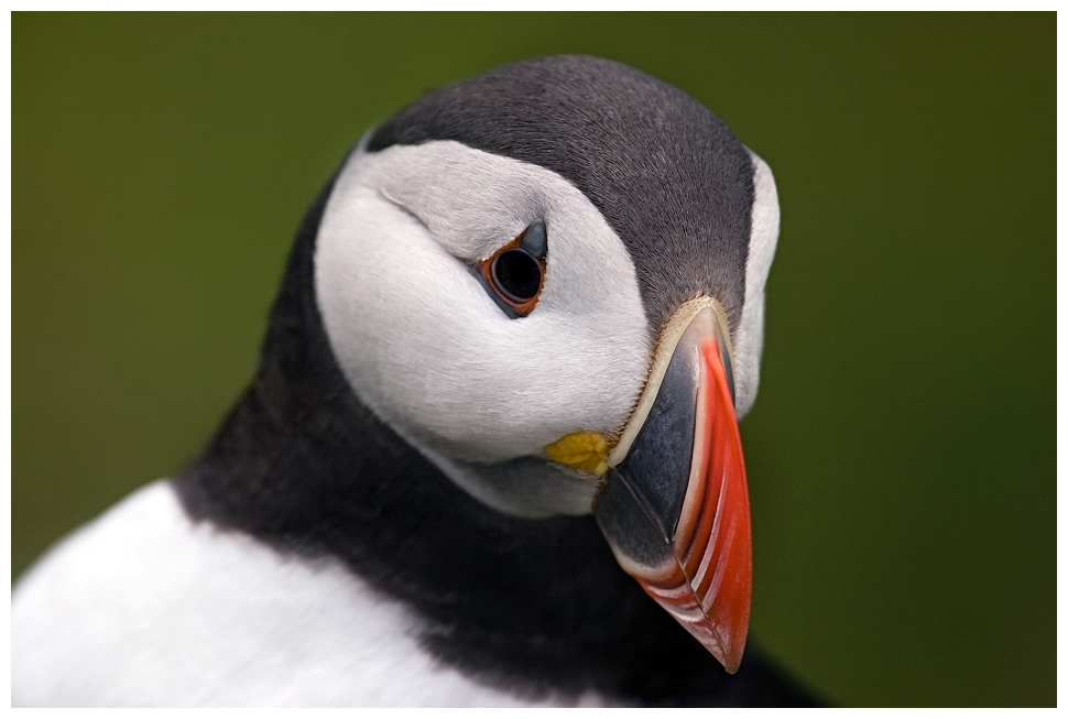 Puffin