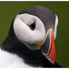 Puffin