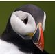 Puffin