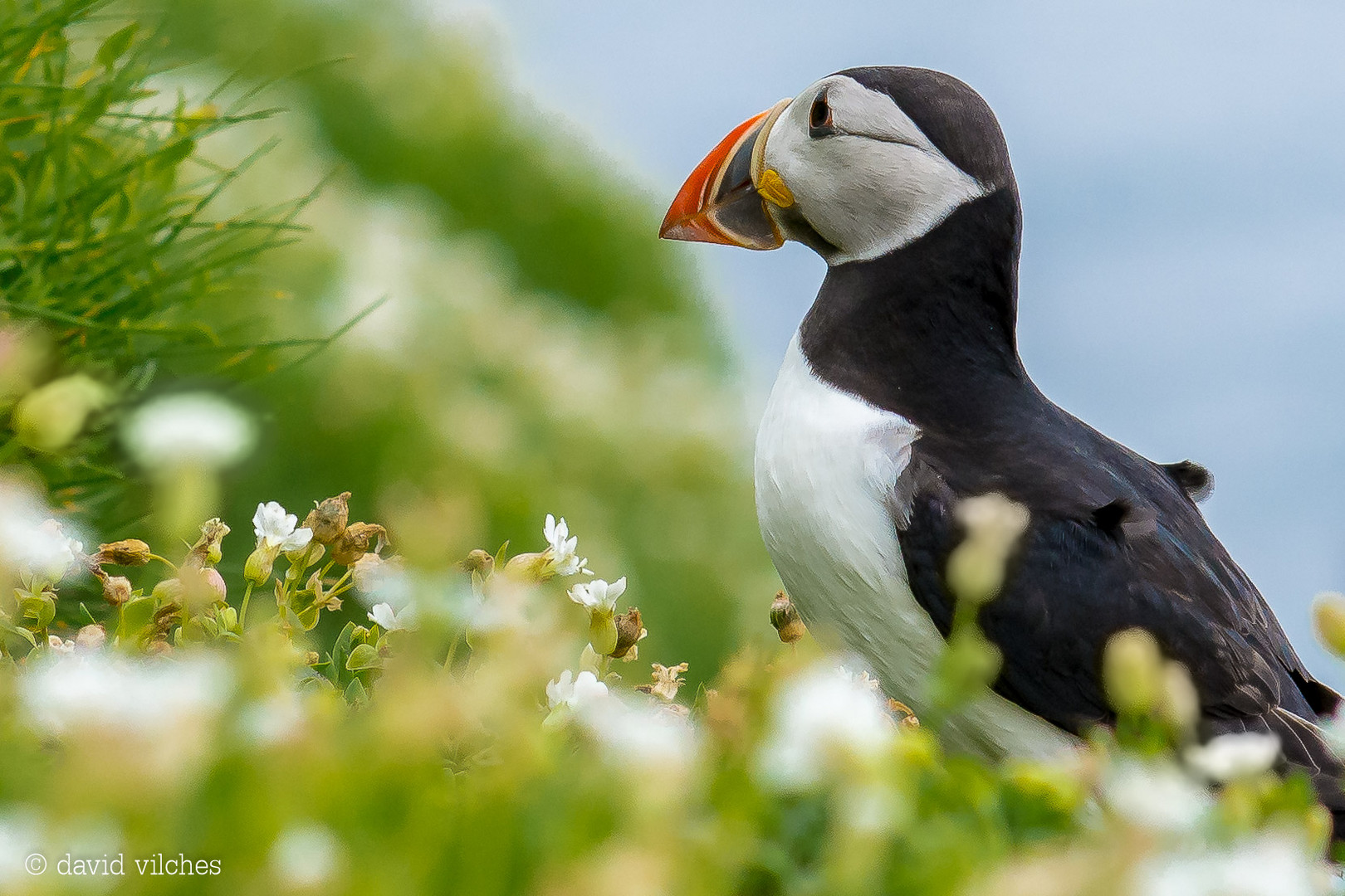 Puffin flowers