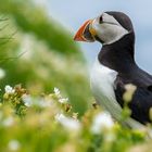 Puffin flowers