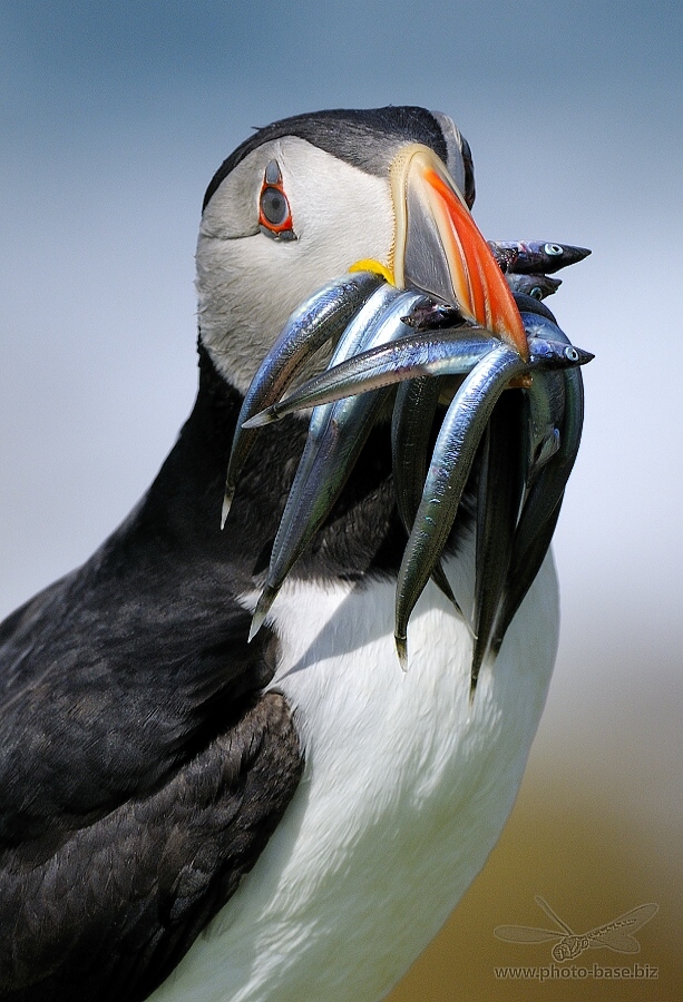 Puffin (Fratercula arctica)