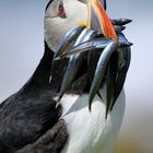 Puffin (Fratercula arctica)