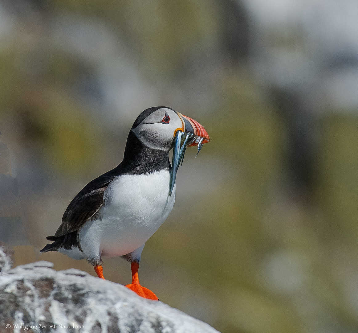   - PUFFIN -   ( Fratercula arctica )