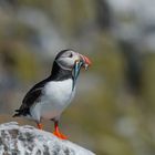   - PUFFIN -   ( Fratercula arctica )