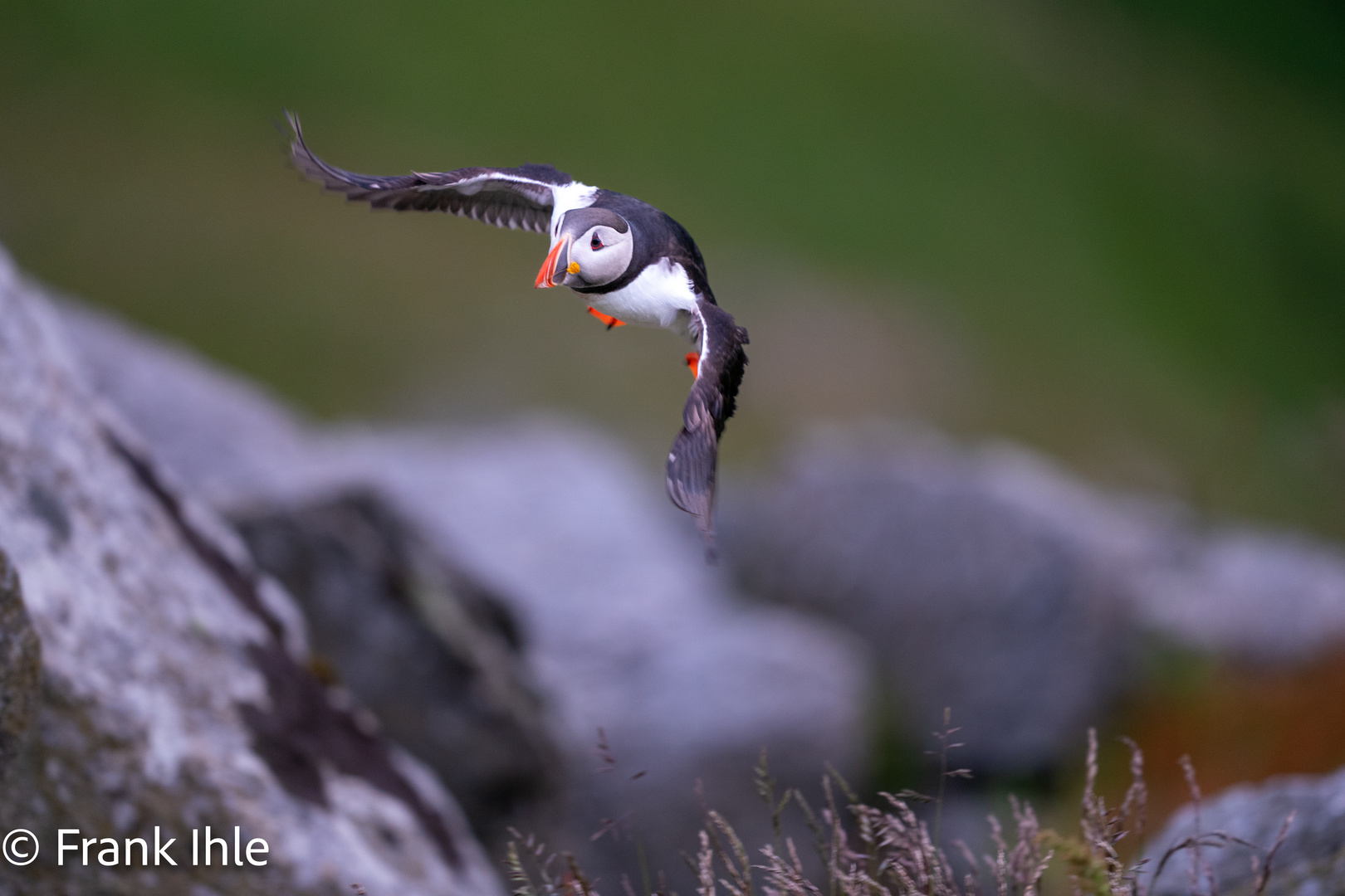 Puffin (Fratercula arctica)