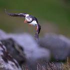 Puffin (Fratercula arctica)