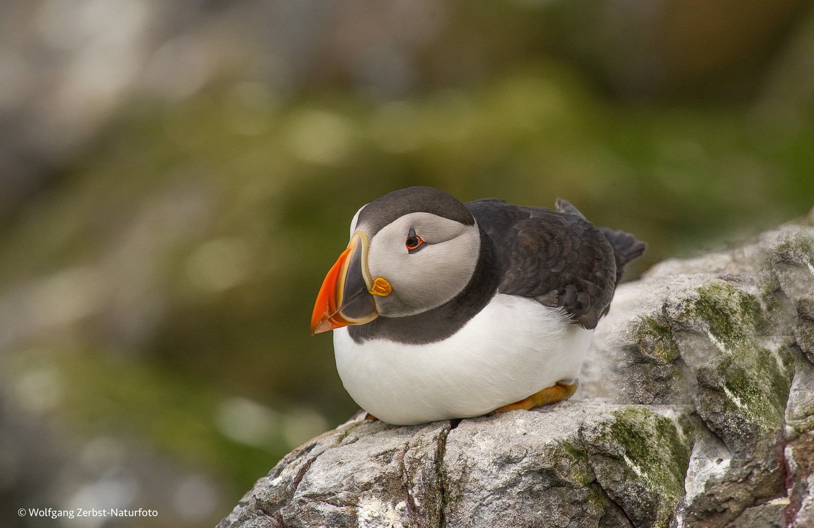Puffin ( Fratercula artica ) Foto & Bild fotos, natur, tiere