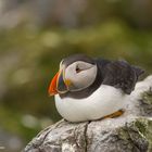 -- Puffin --   ( Fratercula artica )