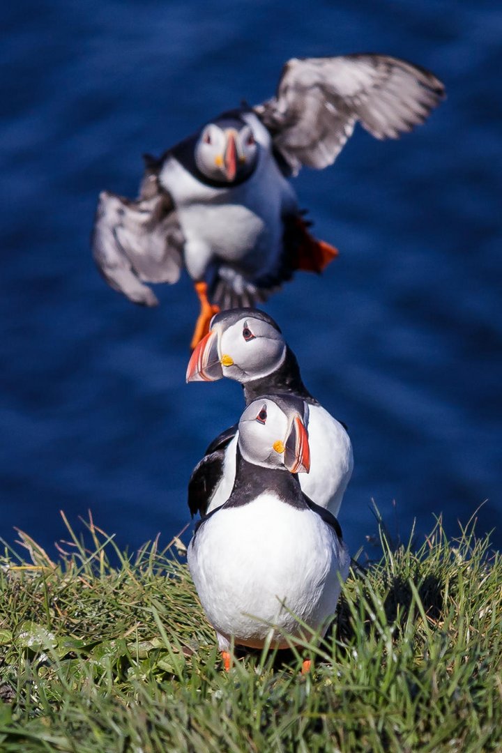 Puffin from behind ...