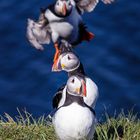 Puffin from behind ...