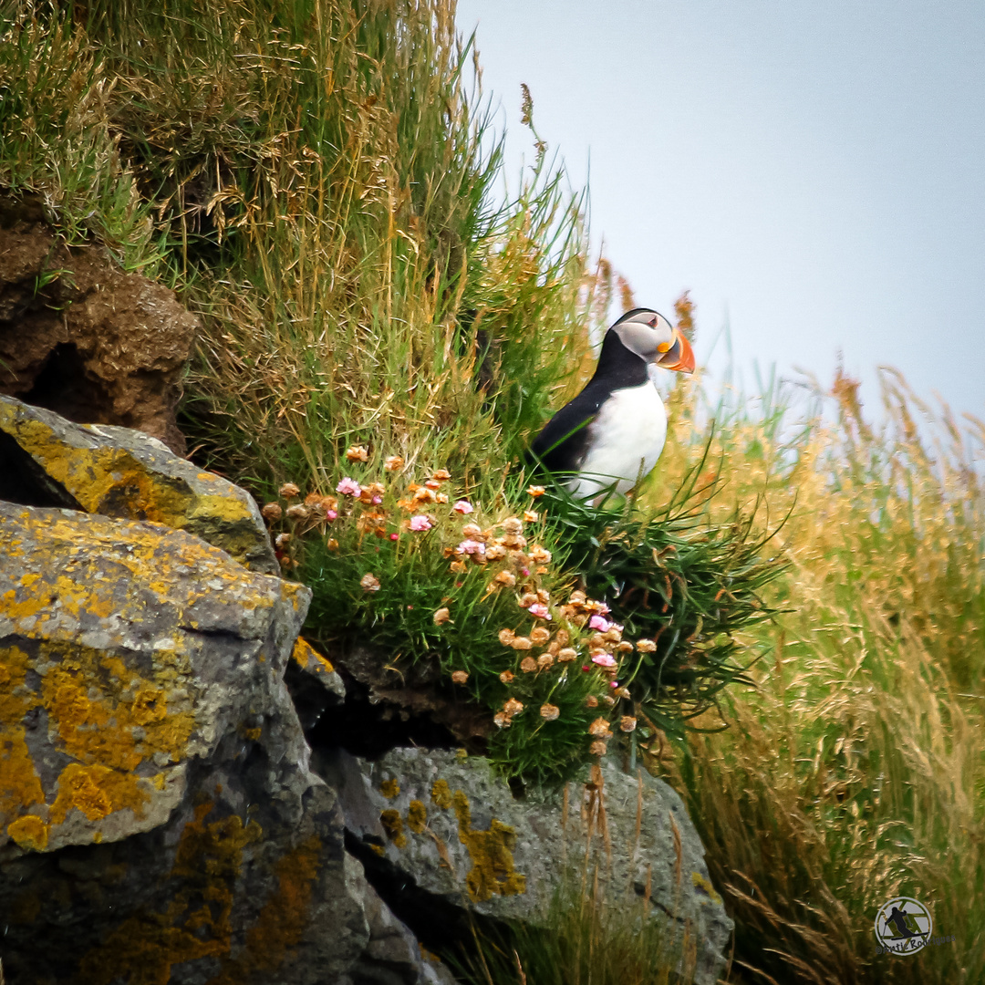 Puffin hält Ausschau...