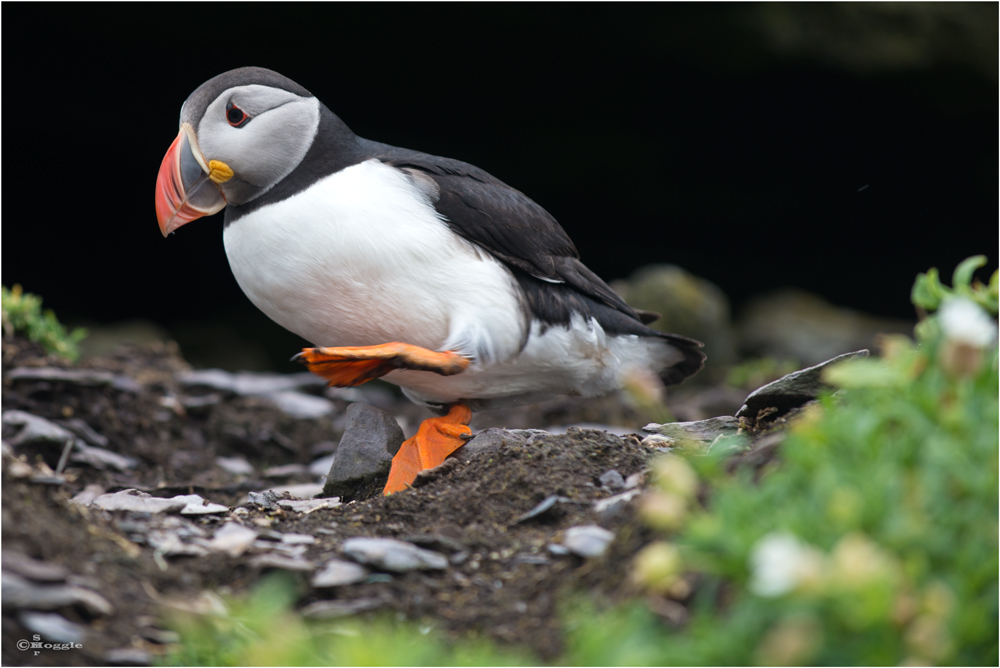 Puffin hurries