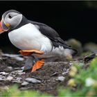 Puffin hurries