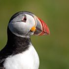 Puffin I