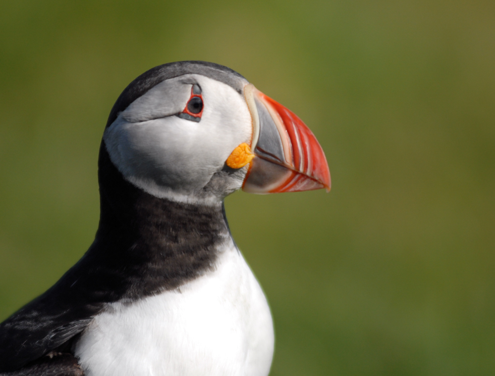 Puffin I