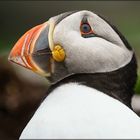 Puffin I