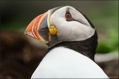 Puffin I