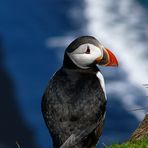 Puffin I