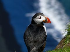 Puffin I