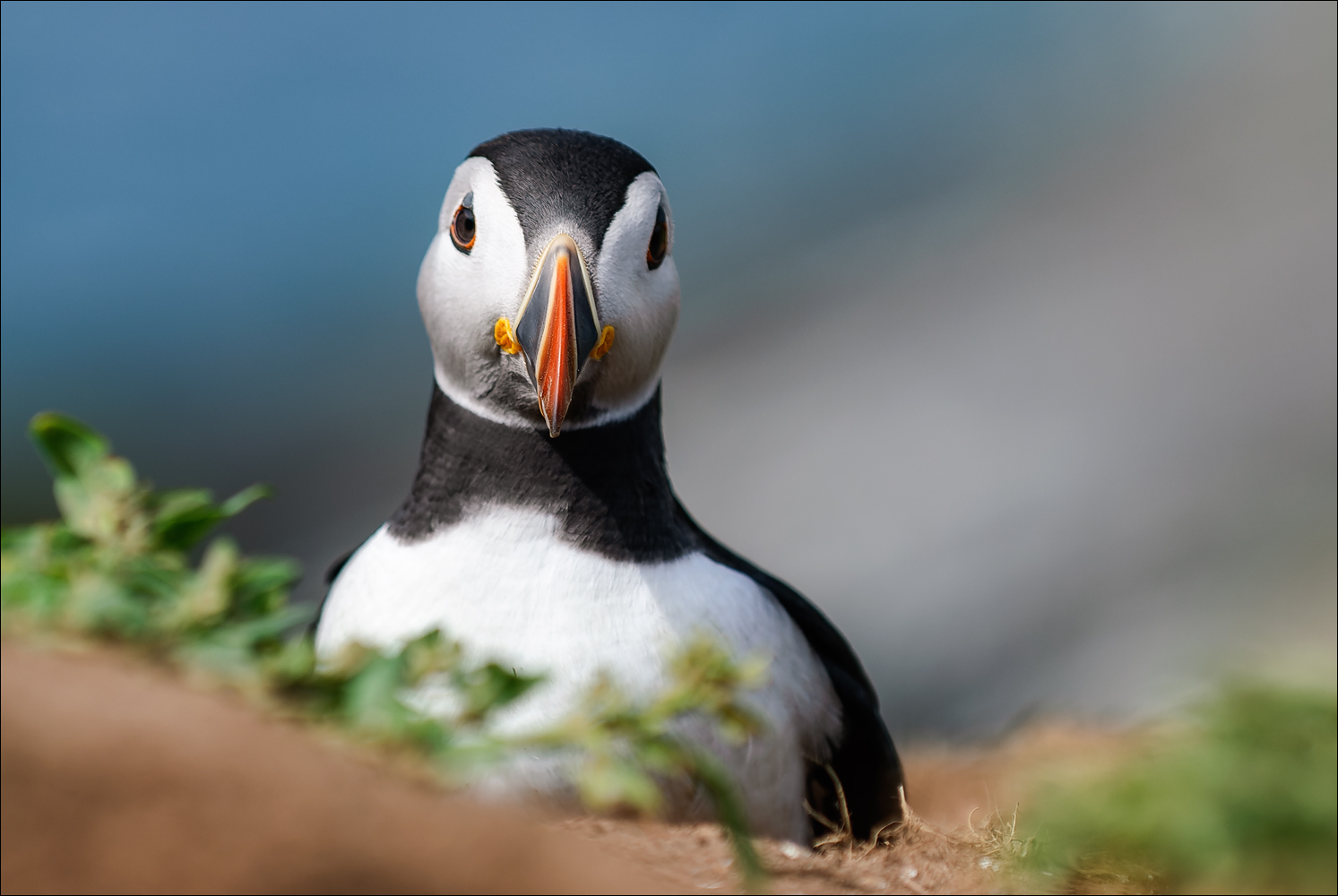 Puffin II