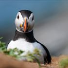 Puffin II