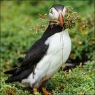 Puffin II