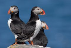 Puffin II