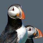 Puffin III