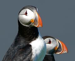 Puffin III