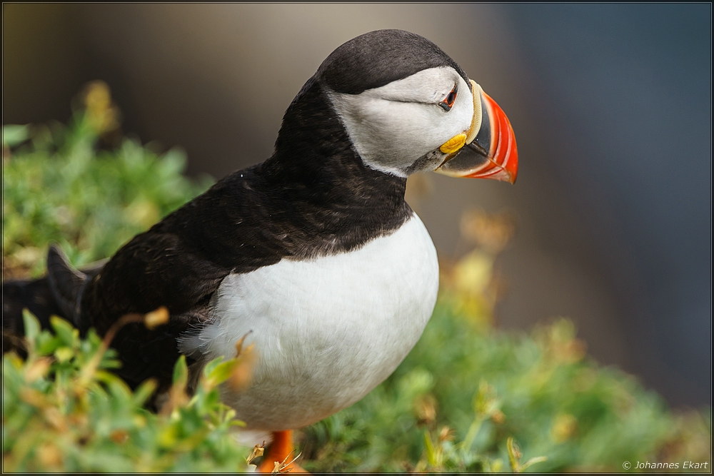 Puffin III