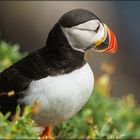 Puffin III