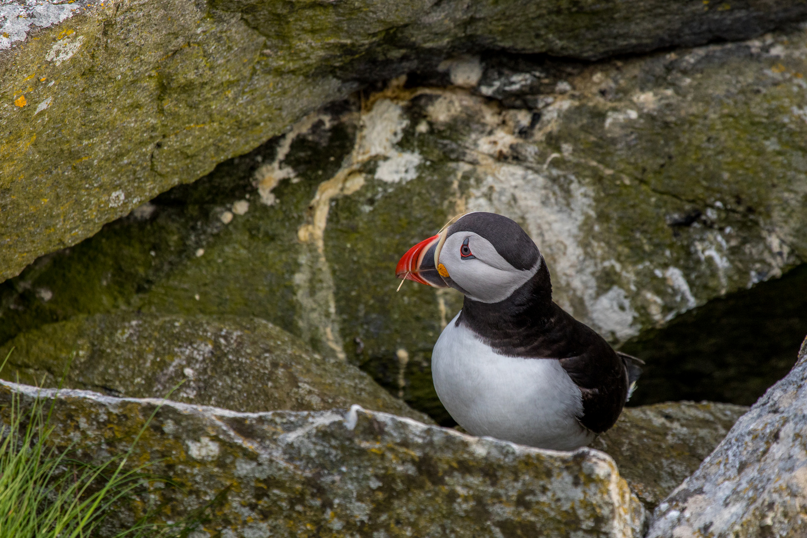 Puffin III