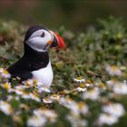 Puffin III